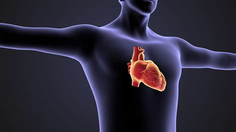 3D医学动画-心脏泵血到身体的所有部位视频素材_ID:VCG42N1253979485-VCG.COM
