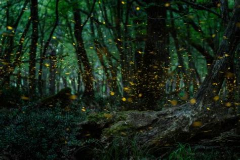 萤火虫,夜晚,童话故事,抽象,飘然,森林,图像,概念,美,艺术摄影素材,汇图网www.huitu.com