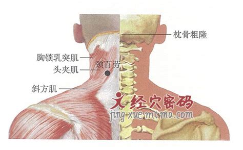 百劳的准确位置图图片 百劳的准确位置图图片