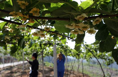 9月23日潇湘晨报：“国家猕猴桃种质资源圃”科普开放日活动在武汉植物园举行----武汉植物园