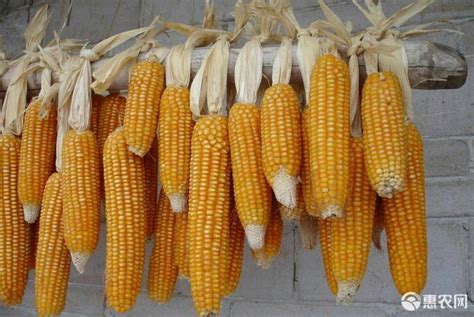 [鲜玉米批发]鲜玉米 黄玉米，自然环境优越的新疆伊宁县本地种植价格2500元/吨 - 惠农网