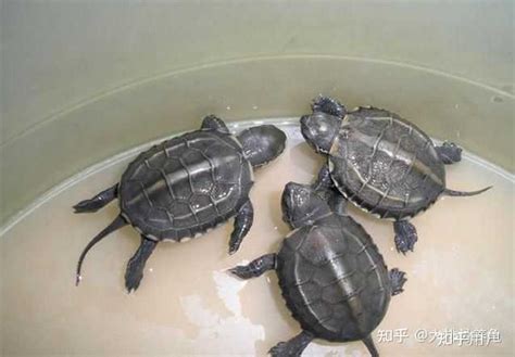 请问刚出生的中华草龟怎么养？大概背甲两三厘米 如图? - 知乎