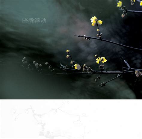 【暗香浮动摄影图片】生态摄影_奇彩石_太平洋电脑网摄影部落