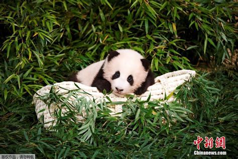 旅韩大熊猫宝宝取名为“福宝” 近照曝光