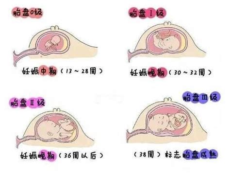 如图一是人类排卵、受精和开始怀孕的示意图，图二是人体胚胎发育示意图，请看图回答下列问题：（1）女性 - 百度宝宝知道