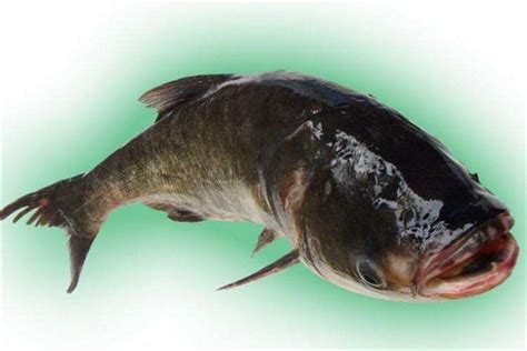 世界上最大的哲罗鱼 又称大红鱼（身体长度可达15米）-小狼观天下