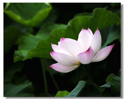 百花大全图片