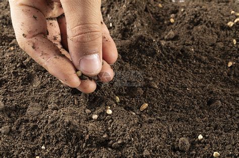 小麦播种3到5公分最合适，错，播种深度取决于土质，墒情和播种期|播种|小麦|出苗_新浪新闻