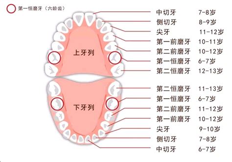 牙体解剖的一般概念之牙位记录方法