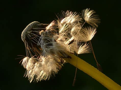 Wallpaper ID: 292636 / dandelion seeds flower meadow spring stalk close ...