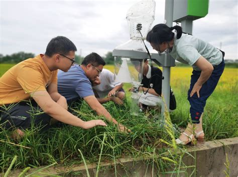 线上自媒体直播和线下实地指导协同促进水稻产业重大技术推广应用-四川农业大学新闻网