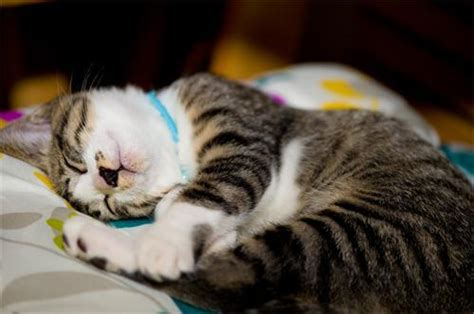 猫咪经常呕吐怎么办？别急，这五种方法可以帮你解决猫呕吐