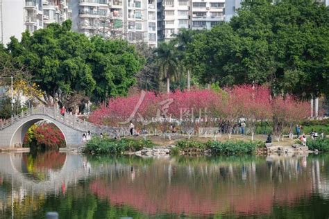 广西梧州：花开春意浓-人民图片网