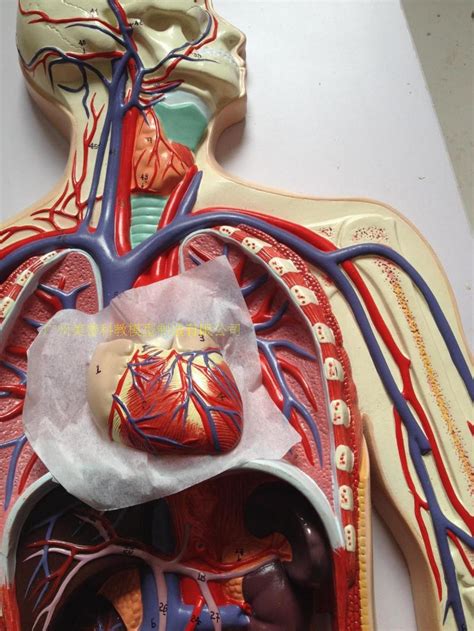 人体血液循环系统模型 全身血液循环 人体血管分布 心脏功能演示-阿里巴巴
