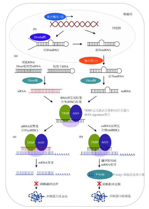RNAi working pathway 图2 RNAi原理示意图 （a） 小干扰RNA （siRNA） 加工及作用通路. （b） 微小RNA ...