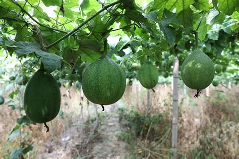 瓜蒌种植怎样提高产量 - 知乎