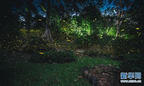 西双版纳热带植物园什么时候有萤火虫 萤火虫观赏周期_旅泊网
