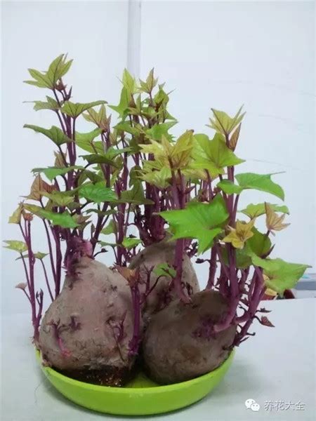 红薯做成的盆栽可以很美