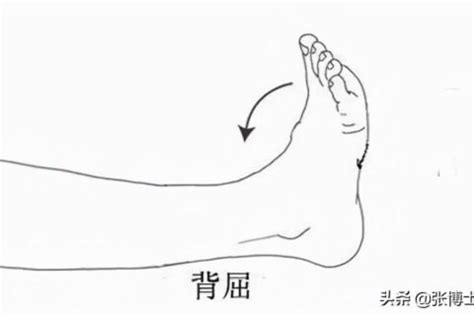 跖屈和背伸的图图片
