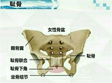 耻骨图片