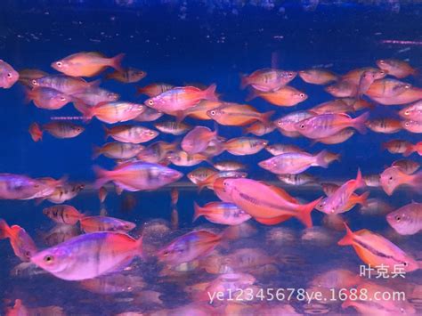 热带观赏鱼 刚果美人鱼中型鱼草缸鱼 渔场直销大量批发热带观赏鱼-阿里巴巴