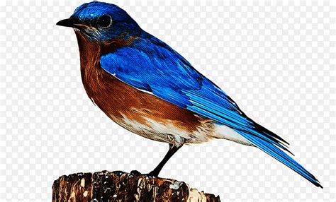 山地蓝知更鸟Muntainbluebird图片