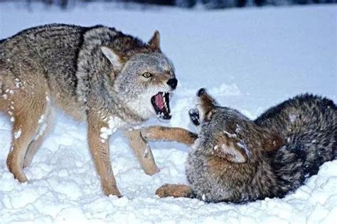 大自然野生动物狼有气势的野狼群狼嚎叫嘶吼狼群打架图片下载 - 觅知网