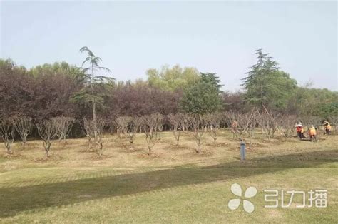 湖北荆州： 苗木销售不畅下半年或将好转-中国花卉网