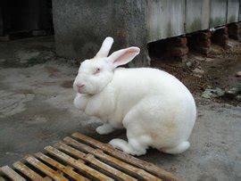 塔兔图片