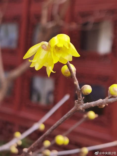 又是一年赏梅季，南京瞻园的腊梅开啦！__财经头条