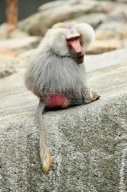 被囚禁的雄伟的hamadryas狒动物园里的野生猴子美丽而危险的动物被囚禁的高清图片下载-正版图片505051610-摄图网