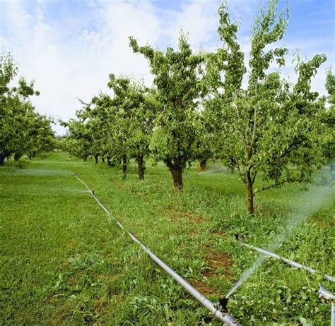 我国果树种植面积达1.84亿亩，前十大果树作物是......_产量