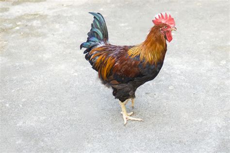 公鸡图片