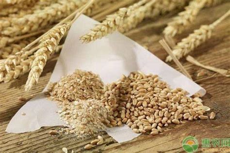 麦麸是什么东西做的（麦麸的功效与作用吃法） – 碳资讯