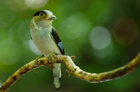 树枝上的彩色鸟银胸阔嘴鹬Serilophuslunatus高清图片下载-正版图片307299143-摄图网