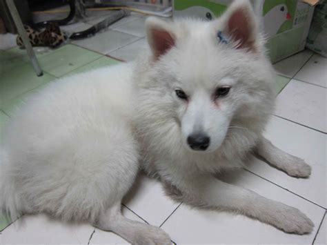狐狸犬大全图片