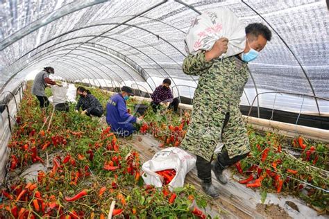 安徽和县：新鲜蔬菜驰援湖北-人民图片网