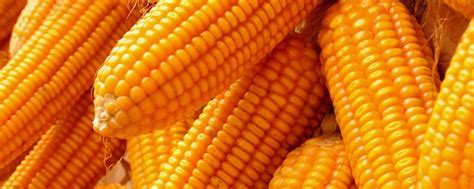 2019玉米种子排行榜_市场政策改革 玉米行业供需失衡矛盾或扭转(3)_中国排行网