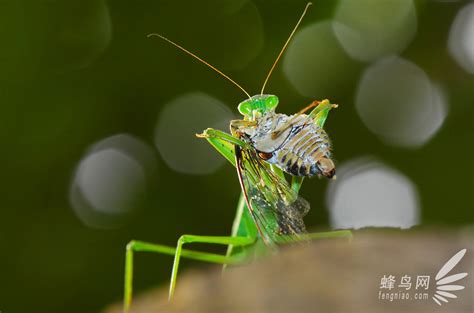 螳螂捕蝉摄影师在后 生态摄影中光的把握_技法学院-蜂鸟网