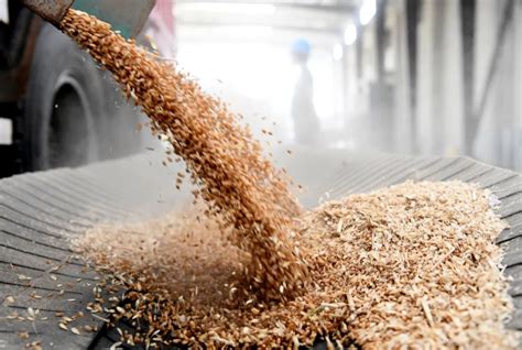 小麦收购同比减少近千万吨，高层聚焦粮食安全有何深意？_凤凰网财经_凤凰网