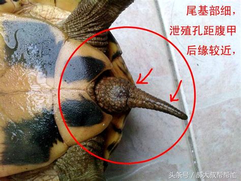 乌龟眼睛睁不开原因和处理方法
