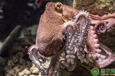 海底大章鱼图片-海底里穿梭的大章鱼素材-高清图片-摄影照片-寻图免费打包下载