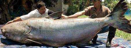 十大巨型淡水鱼[组图]_图片中心_中国网