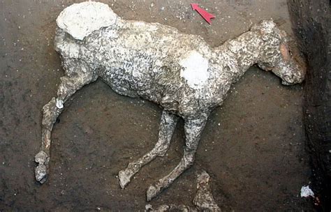 罕见！在庞贝古城发现了一具有2000年历史的马的怪异遗迹