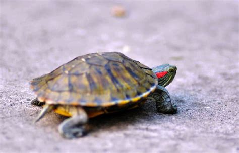 乌龟不只是害怕才会缩脑袋，并且乌龟跑起来的速度是你无法想象的