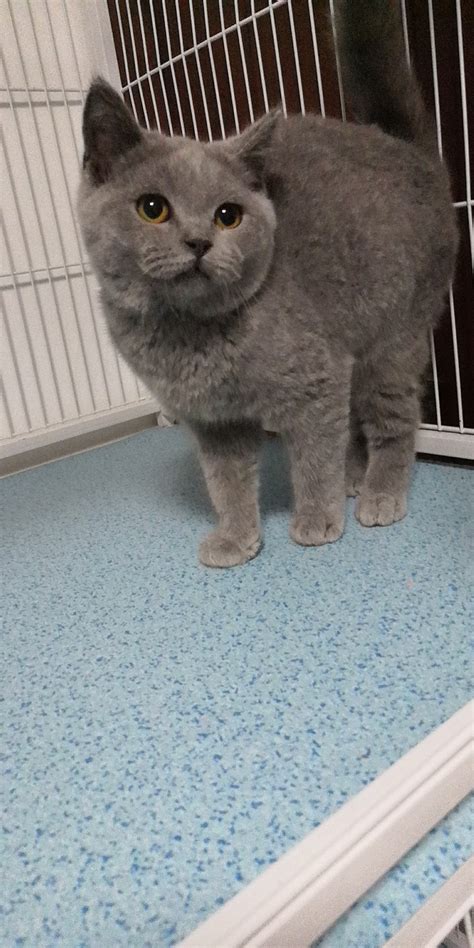 我们家的英短蓝猫两个月大的Shery.聪明伶俐图片