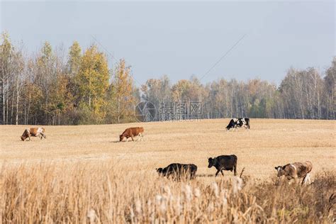 牛群在野地对着蓝天站立的雄牛有高清图片下载-正版图片503432315-摄图网