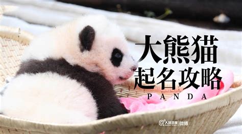 首只在比利时出生的熊猫宝宝取名“天宝”(组图)_凤凰资讯
