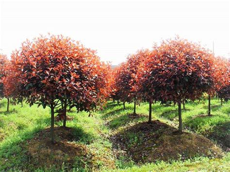 红叶石楠树夏季扦插要点详解 - 南京雅萍苗圃场