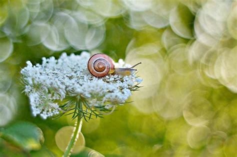 蜗牛是农业益虫还是害虫呢？ | 说明书网